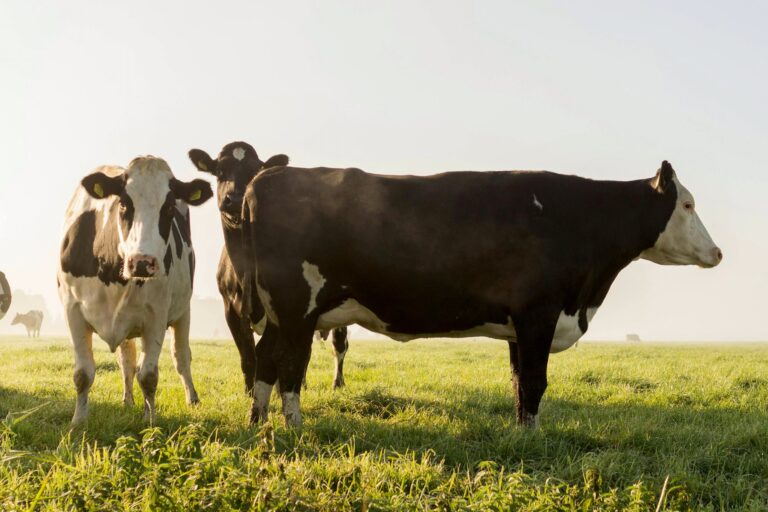 Ganaderos daneses denuncian que el aditivo climático impuesto por Bruselas mata a sus vacas